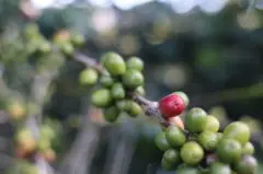咖啡原始种 波旁咖啡树的种植