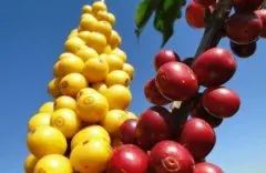 咖啡树种植情况 栽培咖啡的经济价值