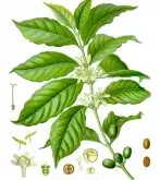 咖啡栽培技术 咖啡树的种植知识详解