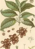 咖啡知识 咖啡树的咖啡豆的生长习性