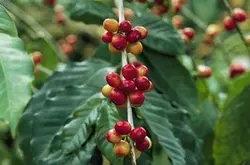 咖啡术语介绍 阿拉比卡种(coffee arabica)