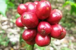 咖啡豆产量减少 中美洲受咖啡锈病侵害严重