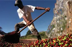 巴西旱灾未消全球受影响 咖啡豆价今年恐再升50%