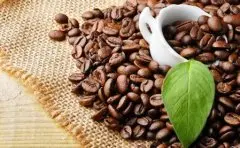 精品咖啡学 咖啡树的种植与采摘知识