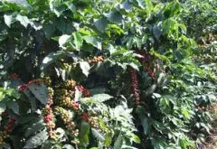 危地马拉八大产区咖啡的特征属性介绍