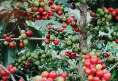 来自锡达马(Sidama)的Nekisse咖啡豆