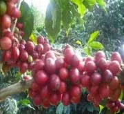 咖啡树种的基因突变种简介
