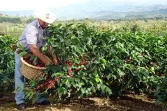 咖啡树的种植环境 种植咖啡树的条件