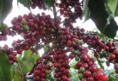 咖啡精制法 精品咖啡豆如何处理