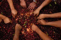 将咖啡鲜果处理成咖啡生豆的过程 咖啡豆处理法