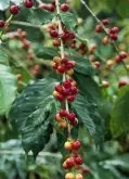 亚洲最早种植咖啡的国家 印度的A级咖啡豆