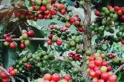 Arabica与Robusta咖啡豆 两种咖啡树种类的对比