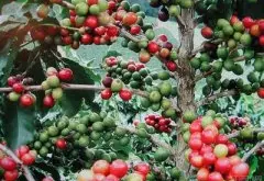 11个咖啡豆产国的详解介绍 咖啡豆产国