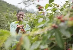 非洲Budadiri村一家人采摘咖啡豆过程