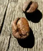 国王咖啡故事—牙买加蓝山精品咖啡豆风味口感特点优越的种植环境