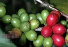 咖啡豆品种卡杜艾 人工杂交的咖啡品种