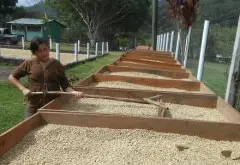 最传统的咖啡果咖啡豆加工法 干燥法