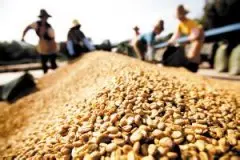 精品咖啡豆产国介绍 萨尔瓦多的咖啡
