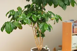 咖啡树种植 家养咖啡树的技术要领