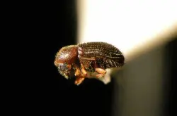 在咖啡豆里吃喝拉撒搞乱伦的小甲虫
