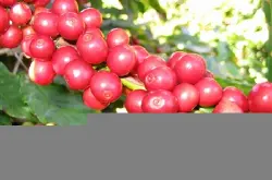 咖啡豆常识 云南咖啡豆特二级分级标准是什么档次