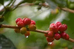 了解咖啡 咖啡树是属於茜草科的常绿灌木或乔木