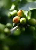 咖啡树的生长习性以及种植技术