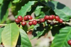 咖啡基础常识 咖啡种植需要什么条件？
