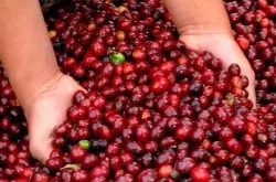主要咖啡品种在不同国家和地区的风味表现