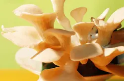 让咖啡渣插上“环保”的翅膀 咖啡渣上种蘑菇
