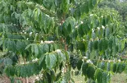 咖啡树常识 科学家发现咖啡害虫致命弱点