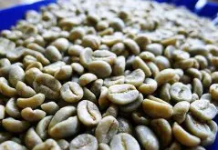 哥斯达黎加塔拉珠水洗卡杜拉咖啡豆 新鲜下单烘焙咖啡熟豆