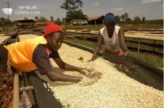 咖啡产地巴拿马 精品咖啡豆生产国