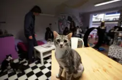 英国首家猫咪主题咖啡馆开业 生意火爆超预期