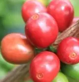 外眼看云南咖啡：云南咖啡种植学