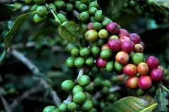 咖啡豆品牌都来自于哪些地区？