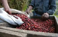 咖啡豆生产在哪些地域？ 咖啡基础常识
