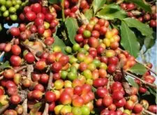 咖啡生豆的加工程序有哪些？ 咖啡豆处理法