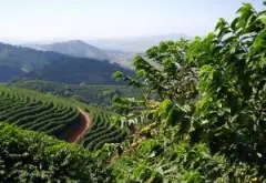 哥斯达黎加精品咖啡烘焙 最适合夏季的单品豆子