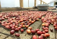 印尼咖啡豆品种与湿刨法