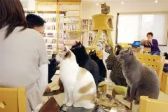 与猫星人喝咖啡 在猫咪咖啡馆缓解压力