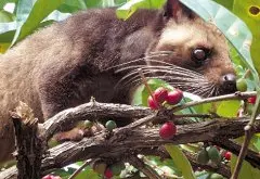 棕榈猫和咖啡豆 精品咖啡豆基础常识