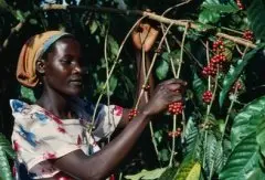 咖啡植物起源来自埃塞俄比亚高原的森林