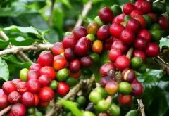 咖啡树是如何生长的和结果的？ 咖啡豆的生长