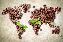 救救咖啡 2050年生产咖啡的耕地将消失一半