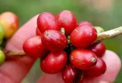 咖啡树培养的方法 在家自己怎样种植咖啡树？