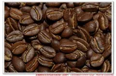 法国新喀里多尼亚岛库安基农园雷洛伊咖啡豆