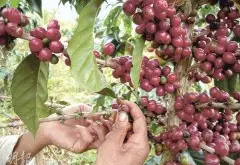 老挝采摘咖啡豆过程记录 咖啡豆怎样摘？