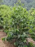 咖啡树、咖啡花、咖啡果 咖啡豆的种植过程