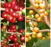 咖啡的采摘 咖啡树一般3，4年才会开花